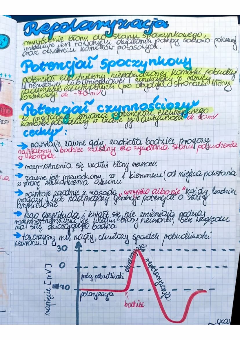 Układ
Merworry
zapewnia to
zuierzat
Środowiskiem
zewnetrznym pomer requlowance i koordwnowanie
Stok
maty organizmes. Allrad
mens nerowed u
p