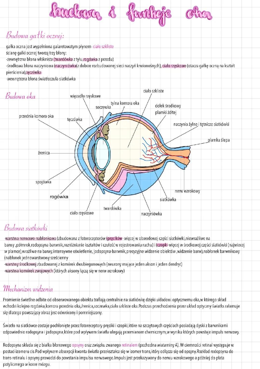 Budowa oka i jego funkcje - schemat i rysunek
