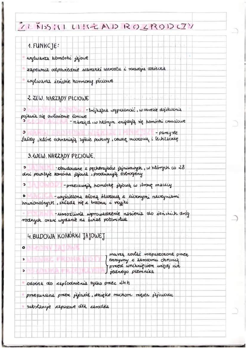 MĘSKIUKŁAD ROZRODC ///
1 FUNKCJE:
wytwarza plemniki
umożliwia wprowadzanie plemników do ceńskich dróg rodnych
wytwarzanie męskich hormonów p