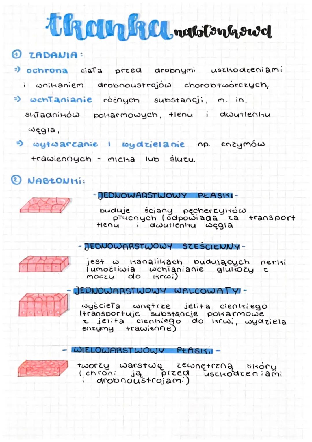 Tkanka nabłonkowa (klasa 6, Nowa Era) 
