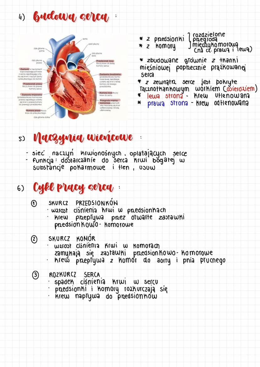 Budowa i funkcje
aklydu krwionocnego
1) Funkcje:
► dostarczanie tlenu z płuc substanci pokarmowych z układu
pokarmowego do wszysthich komóre