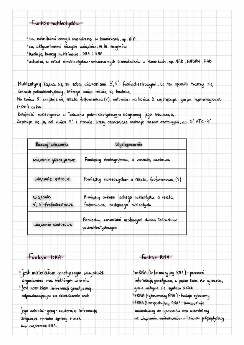 2.5 Budowa i funkcje nukleotydów oraz kwasów nukleinowych
Kwasy nukleinowe:
-DNA (kwas deoksyrybonukleinowy) - nośnik informacji genetycznej
