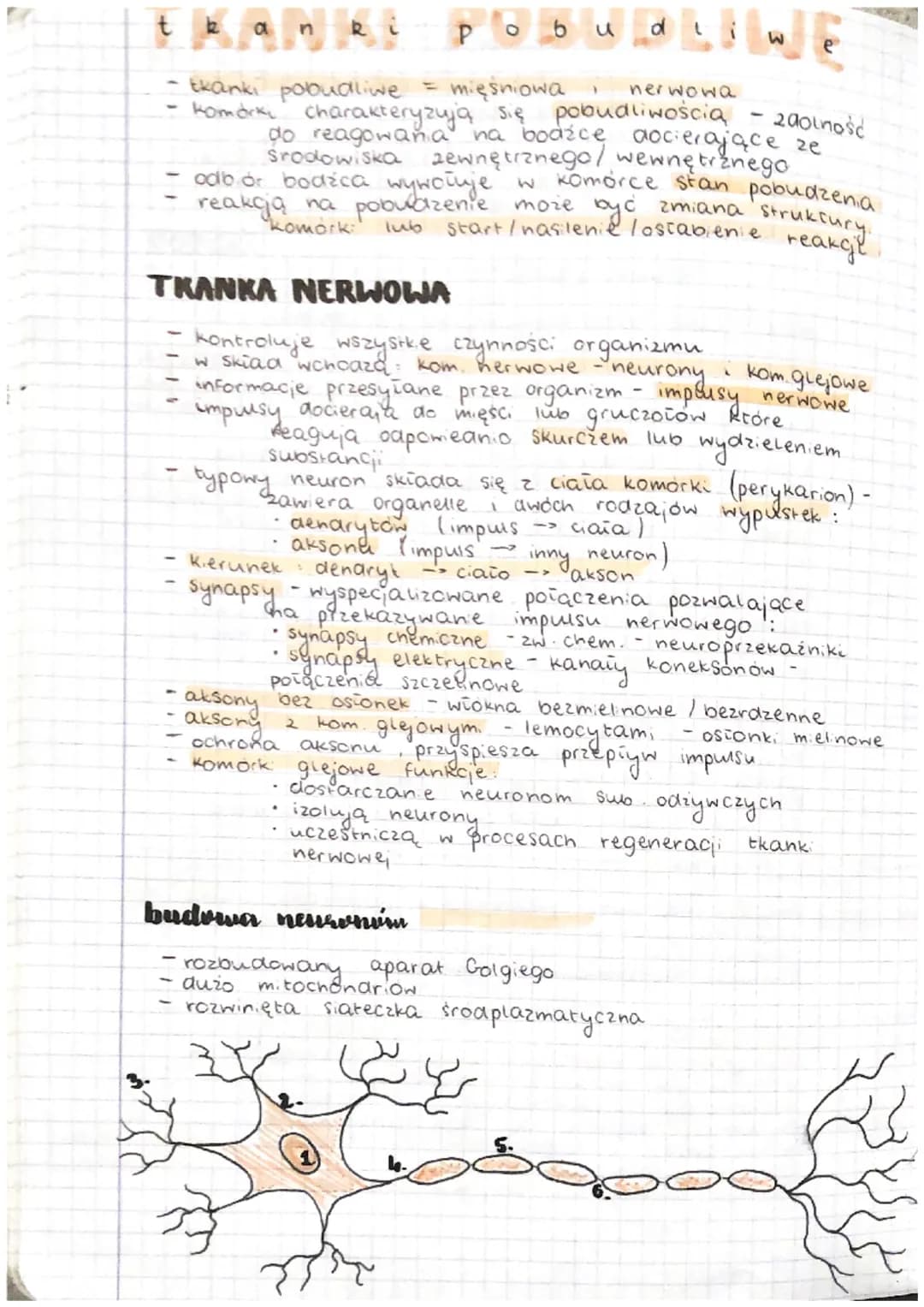<h2 id="tkankapobudliwanerwowaiminiowa">Tkanka pobudliwa – nerwowa i mięśniowa</h2>
<p>Pobudliwość komórek tkanki nerwowej oraz mięśniowej j