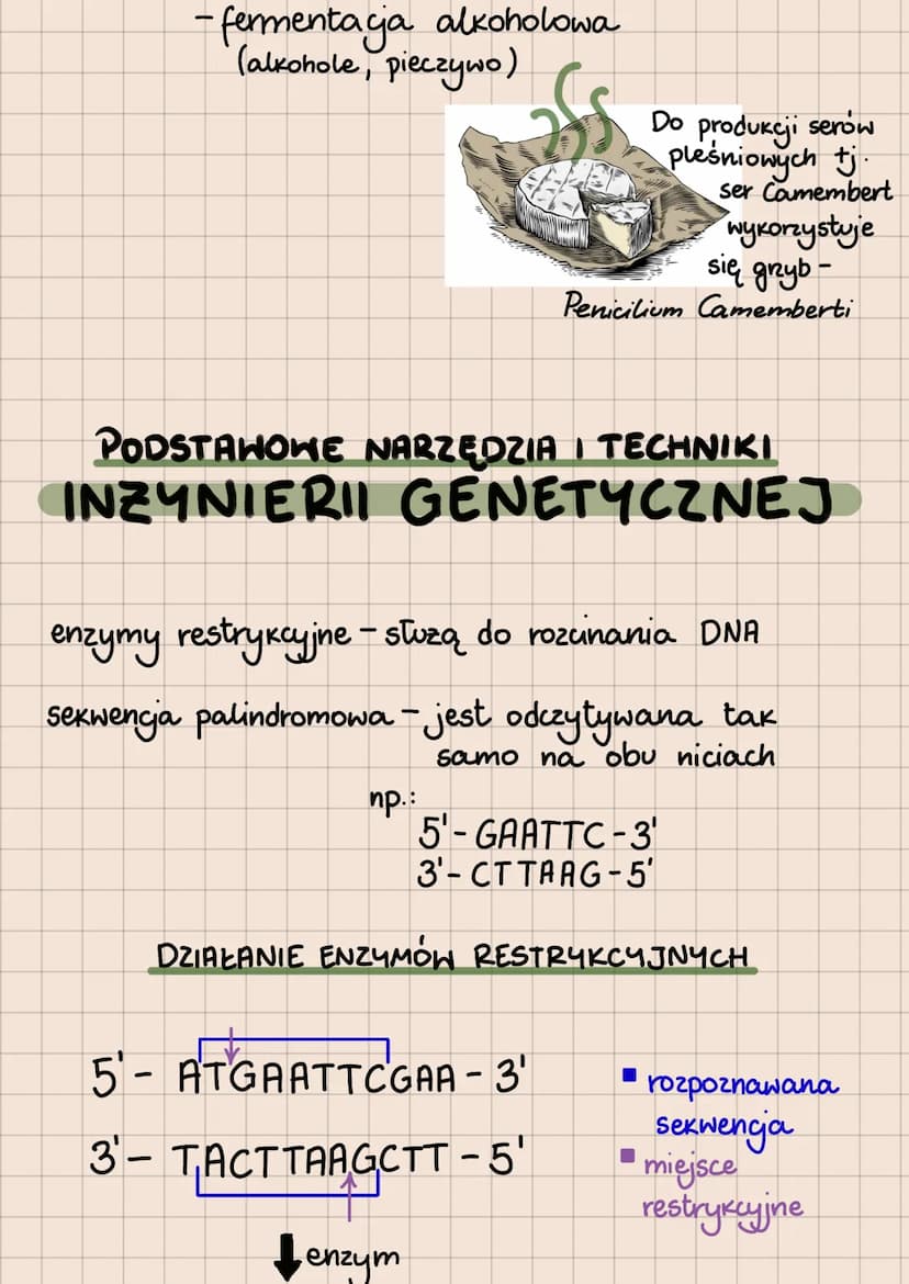 BIOTECHNOLOGIA
- WYKORZYSTYWANIE ORGANIZMÓW, KOMÓREK I ICH
CZĘŚCI W CELU OSIĄGNIĘCIA JAK NAJWIĘKSZYCH KORZYŚCI
Podział biotechnologii ze wzg