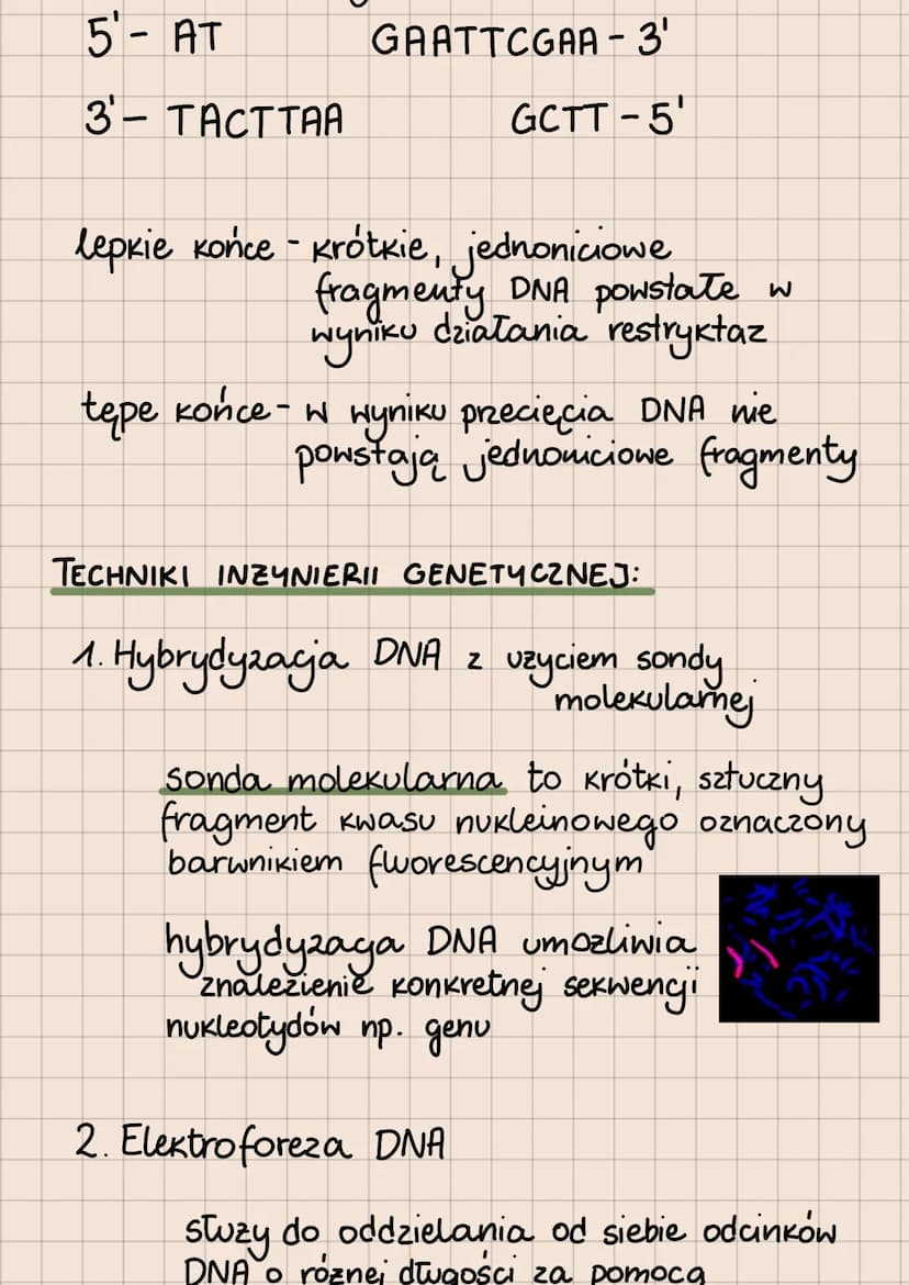 BIOTECHNOLOGIA
- WYKORZYSTYWANIE ORGANIZMÓW, KOMÓREK I ICH
CZĘŚCI W CELU OSIĄGNIĘCIA JAK NAJWIĘKSZYCH KORZYŚCI
Podział biotechnologii ze wzg