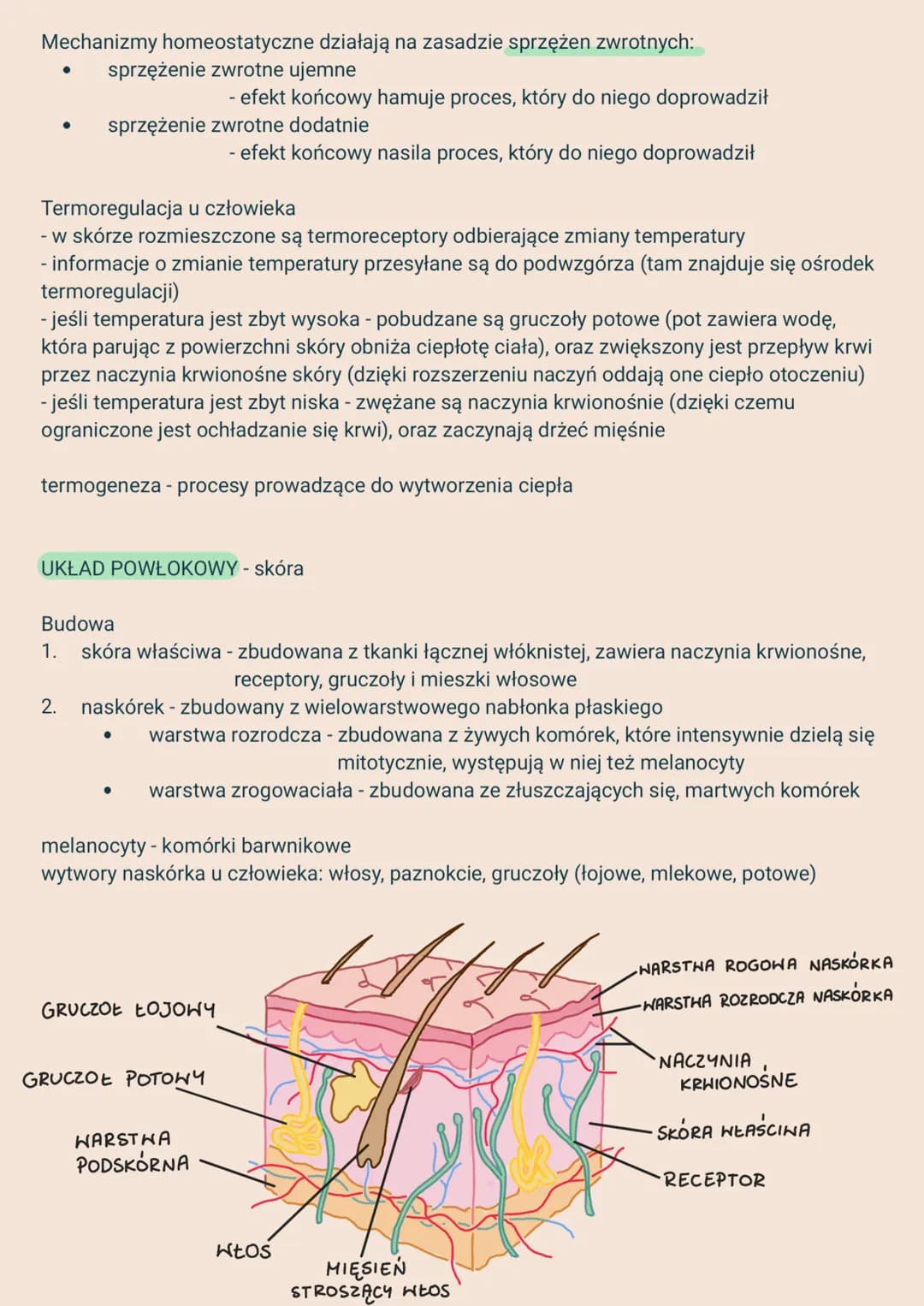 2.
Układy narządów i ich funkcje:
1. Układ powłokowy - skóra - chroni przed urazami mechanicznymi i infekcjami,
3.
ANATOMIA I FIZJOLOGIA CZŁ