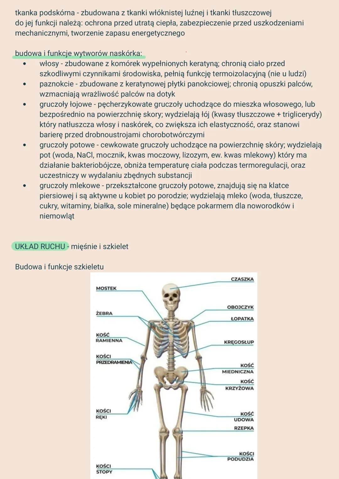 2.
Układy narządów i ich funkcje:
1. Układ powłokowy - skóra - chroni przed urazami mechanicznymi i infekcjami,
3.
ANATOMIA I FIZJOLOGIA CZŁ