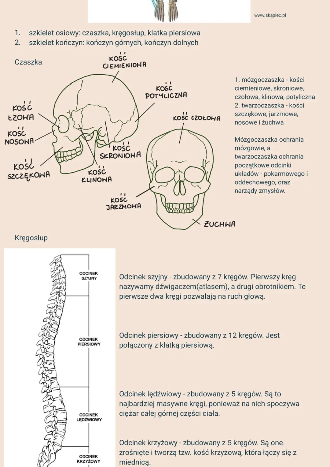 2.
Układy narządów i ich funkcje:
1. Układ powłokowy - skóra - chroni przed urazami mechanicznymi i infekcjami,
3.
ANATOMIA I FIZJOLOGIA CZŁ