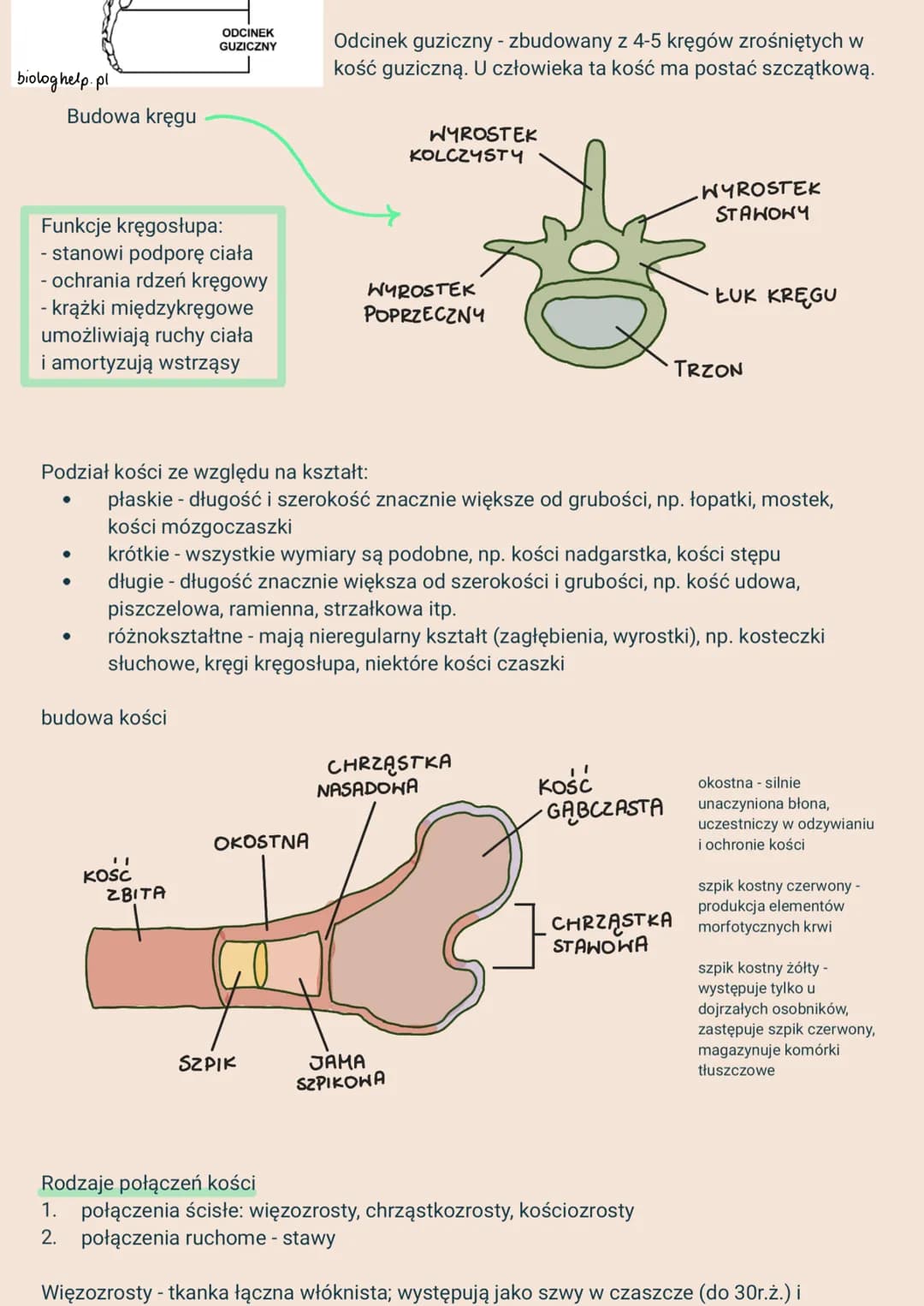 2.
Układy narządów i ich funkcje:
1. Układ powłokowy - skóra - chroni przed urazami mechanicznymi i infekcjami,
3.
ANATOMIA I FIZJOLOGIA CZŁ