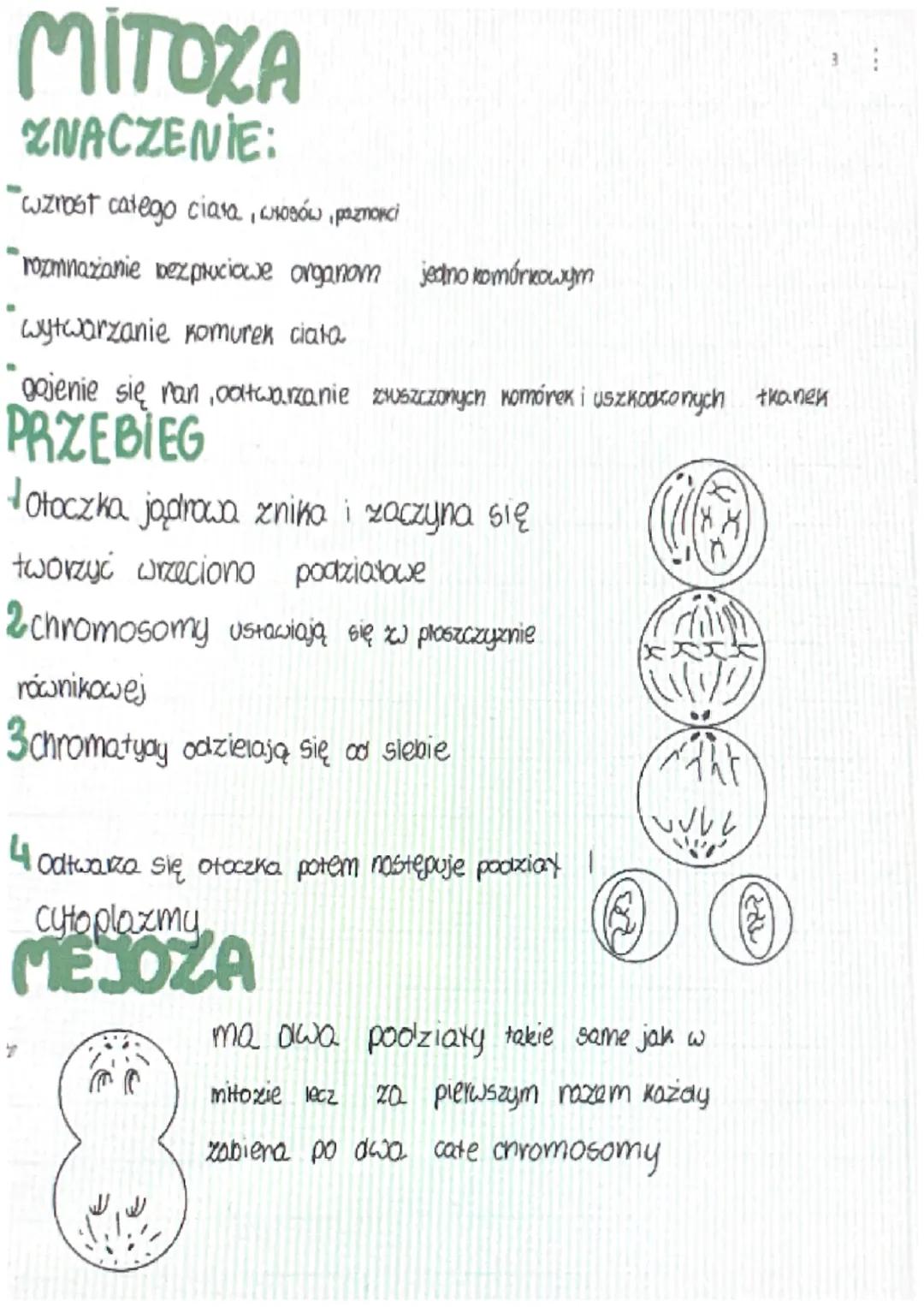# MITOZA

ZNACZENIE:
- "wzrost catego ciasa, υποθόω, pazποκεί
- "rozmnażanie bezprociowe organom jedno komórkowym
- "wytwarzanie komurek cia