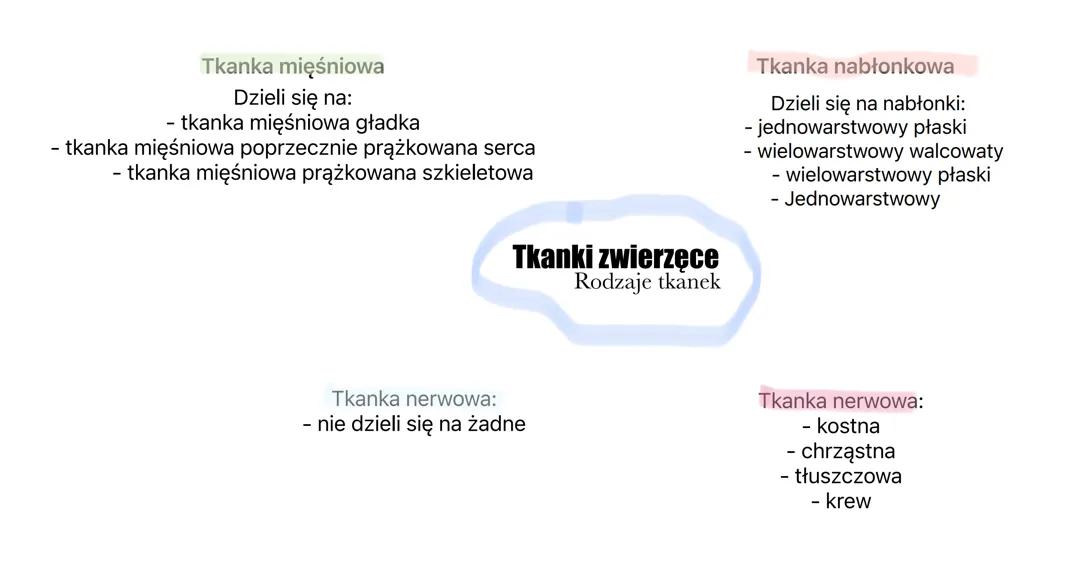 Tkanki Zwierzęce - Rodzaje i Funkcje