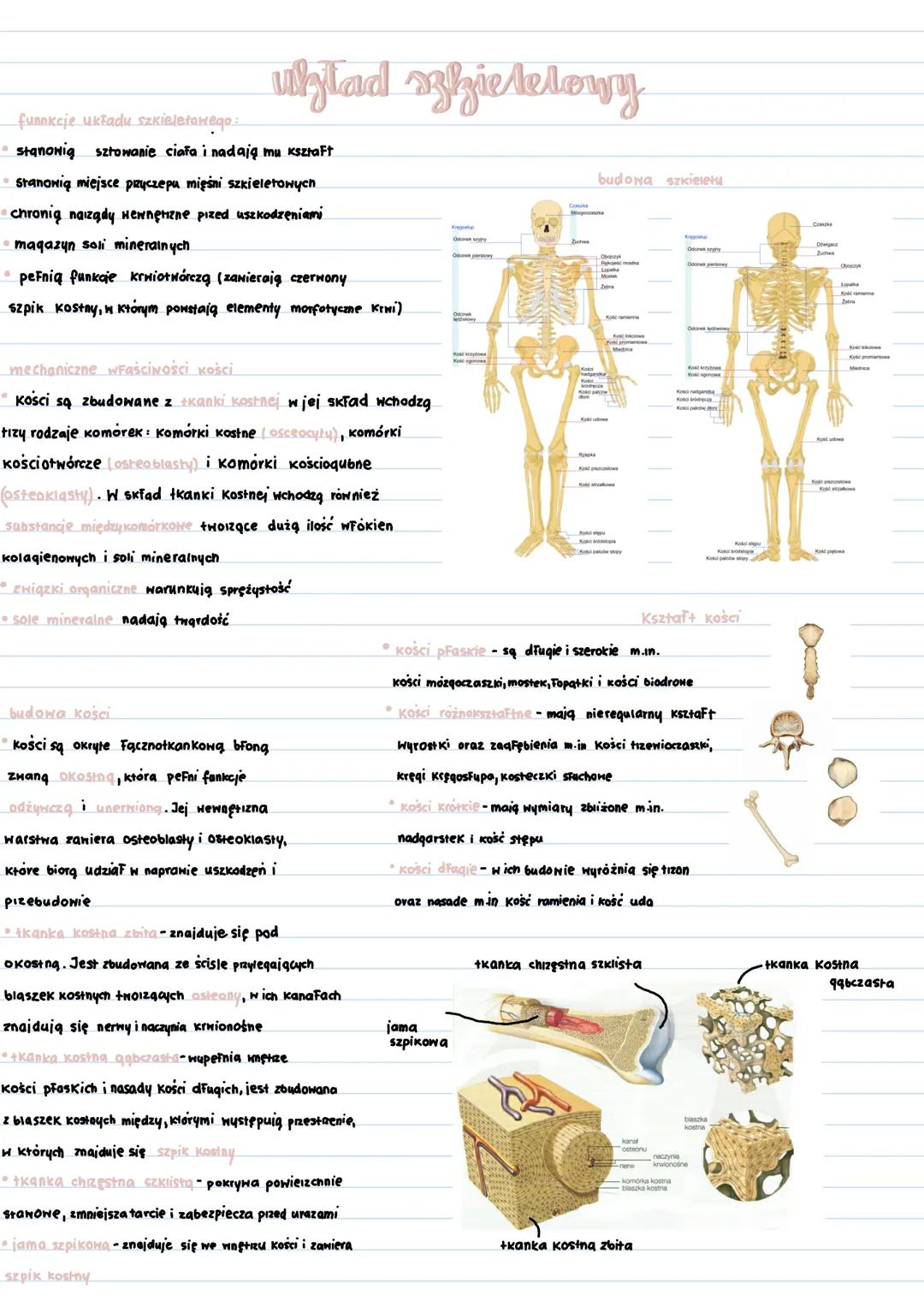 Układ Szkieletowy - Budowa i Funkcje