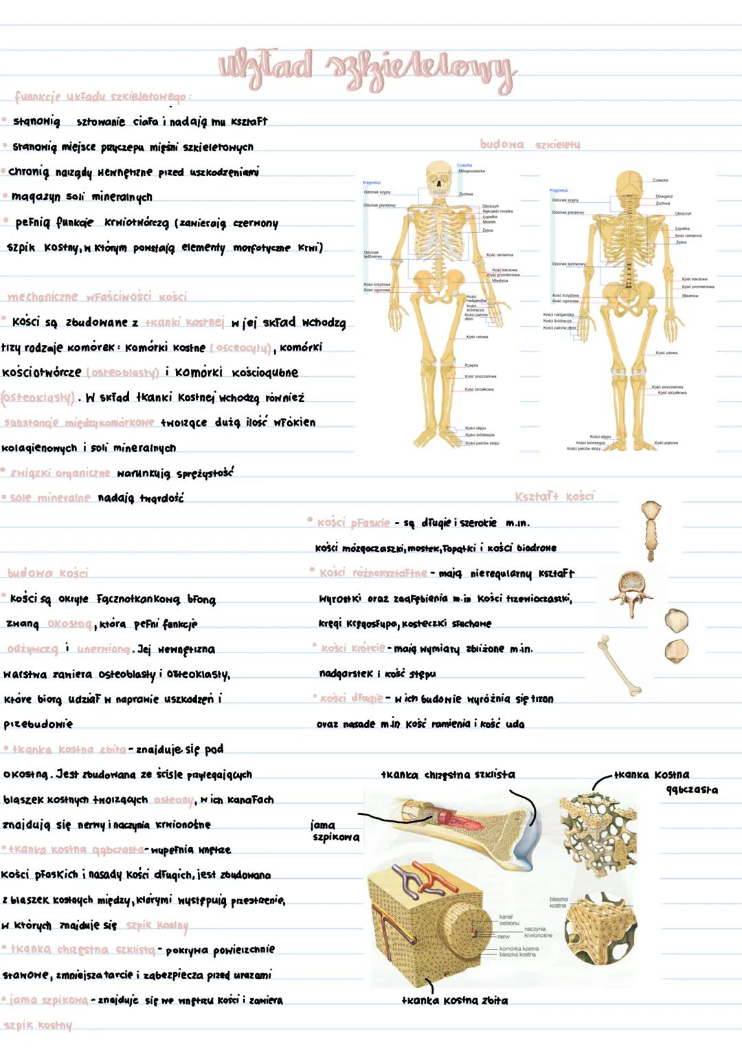 układ szkieletowy
funnkcje układu szkieletowego:
• stanowią sztowanie ciała i nadają mu ksztaft
stanowią miejsce przyczepu mięśni szkieletow