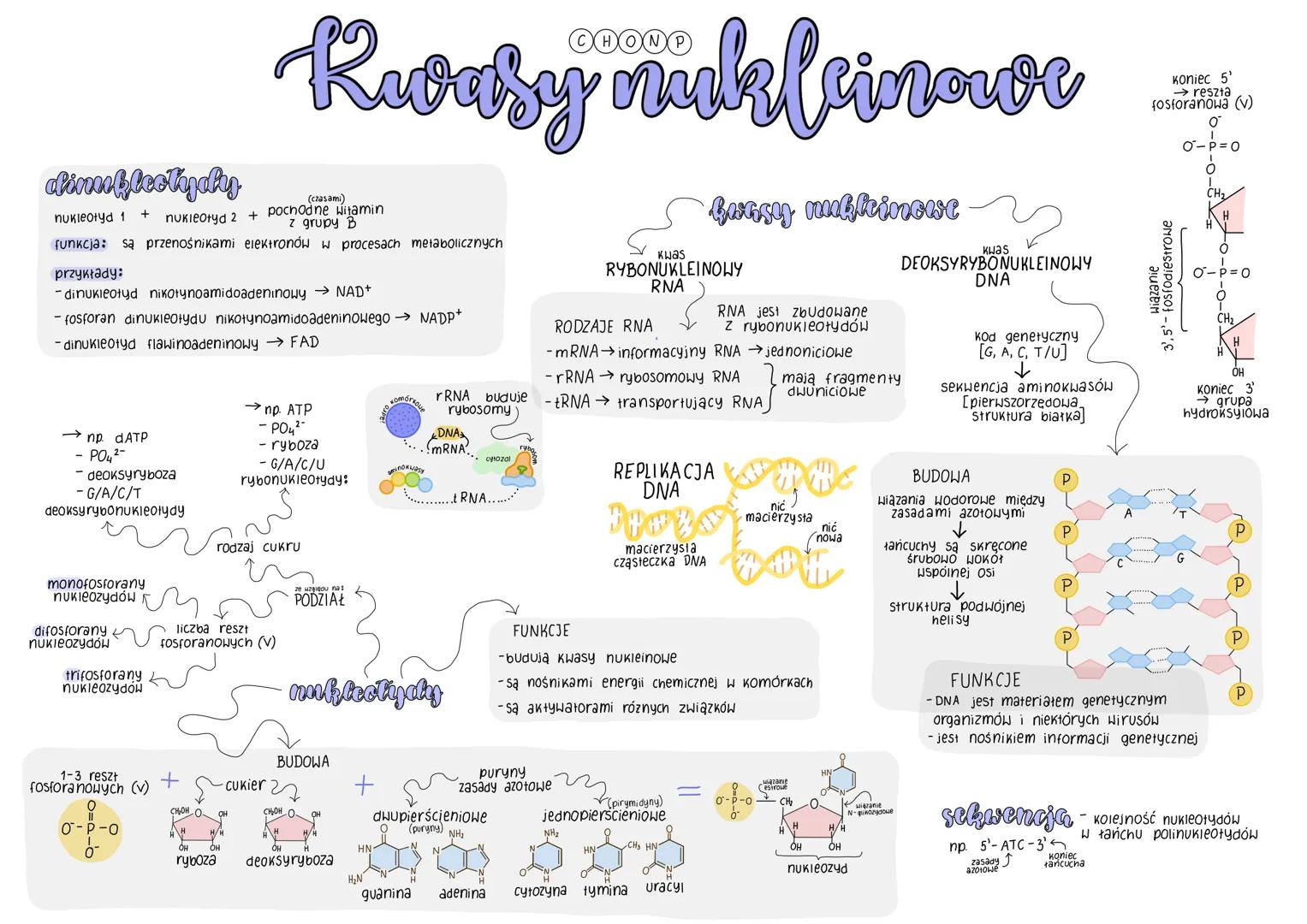 dine fleckydy
(czasami)
+
nukleotyd 1 nukleotyd 2 + pochodne Witamin
z grupy B
funkcja: są przenośnikami elektronów w procesach metaboliczny