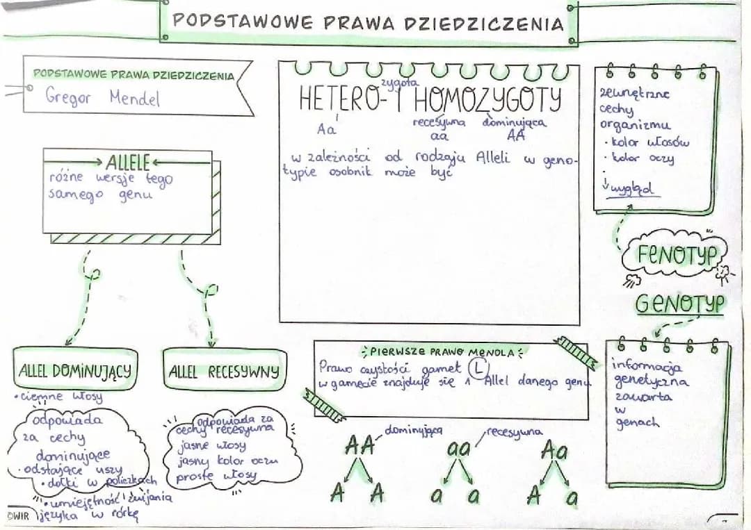 Odkrycia Grzegorza Mendla: Prawo 1, 2 i 3 - Cechy Dominujące i Recesywne