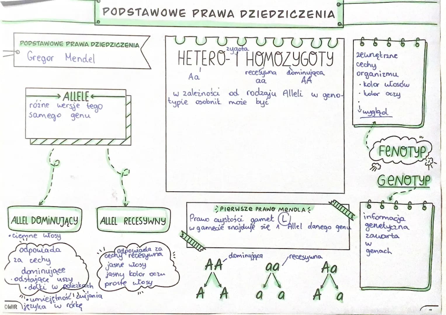 PODSTAWOWE PRAWA DZIEDZICZENIA
Gregor Mendel
ALLELE ←
rożne wersje tego
samego genu
ALLEL DOMINUJĄCY
•Ciemne Włosy
odpowiada
za cechy
PODSTA