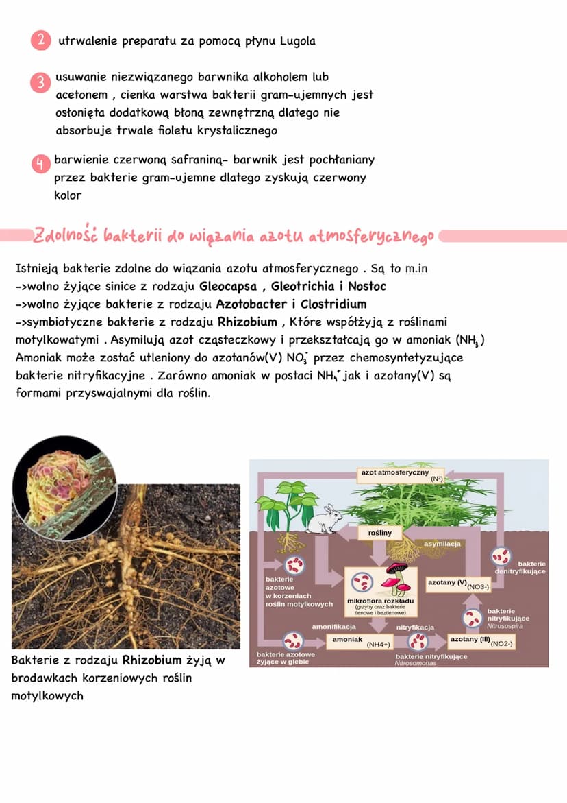 Bakterie i archeowce
-> są organizmami prokariotycznymi
(bez jądra komórkowego)
-> są organizmami
kosmopolitycznymi- występują na
całej kuli