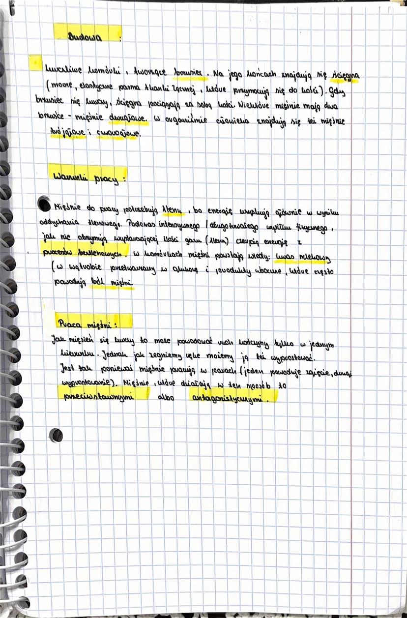 <h2 id="budowaminiaszkieletowego">Budowa mięśnia szkieletowego</h2>
<p>Mięśnie szkieletowe są kluczowym elementem układu mięśniowego człowie