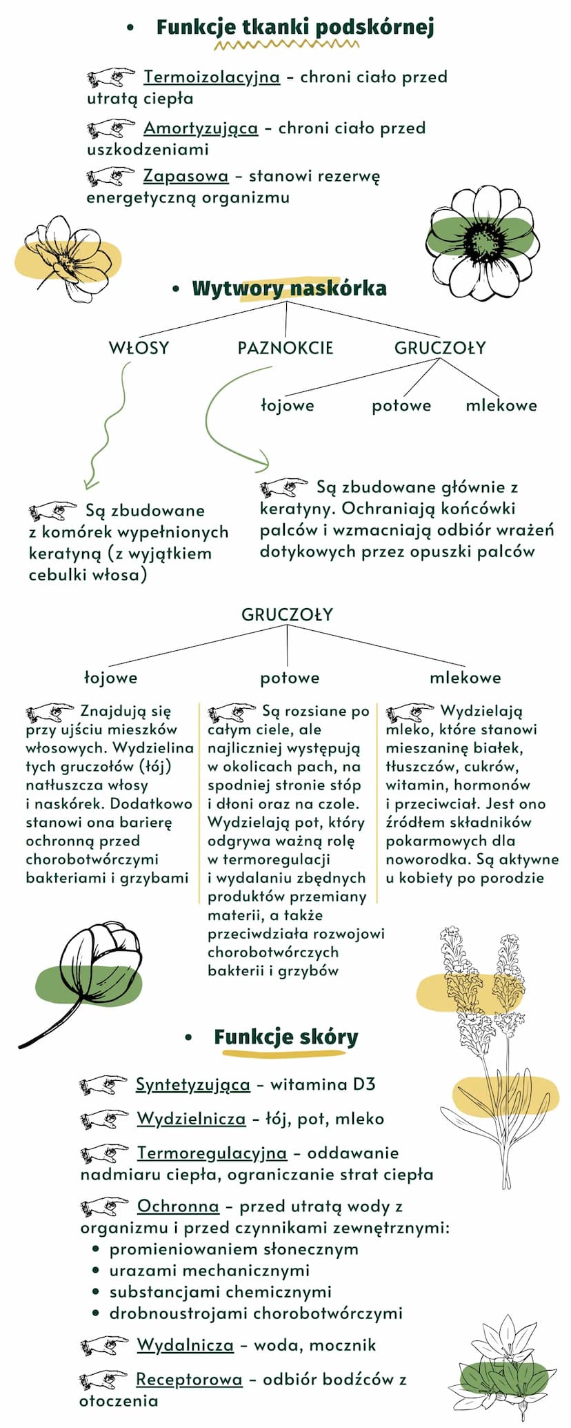 SKÓRA-
-POWŁOKA CIAŁA
budowa, funkcje i choroby skóry
X
Jak są zbudowane skóra i tkanka podskórna?
Skóra człowieka składa się z dwóch warstw