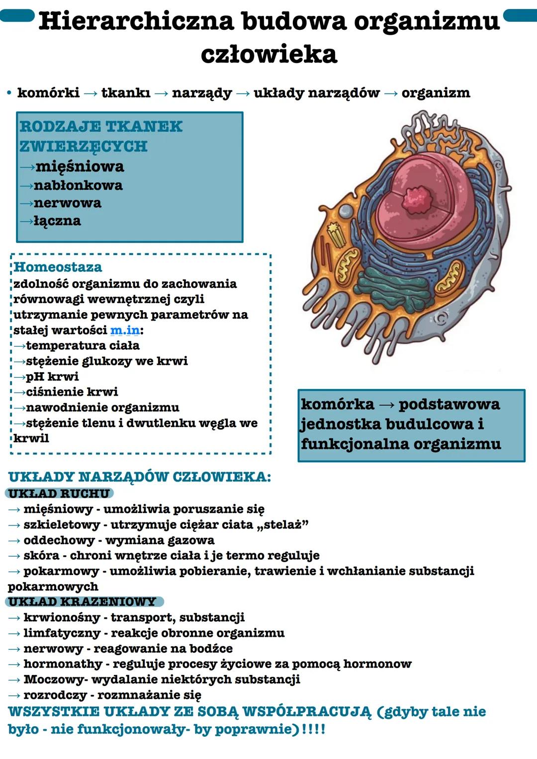 •
Hierarchiczna budowa organizmu
człowieka
narządy → układy narządów → organizm
komórki → tkankı →→→
RODZAJE TKANEK
ZWIERZĘCYCH
→mięśniowa
n