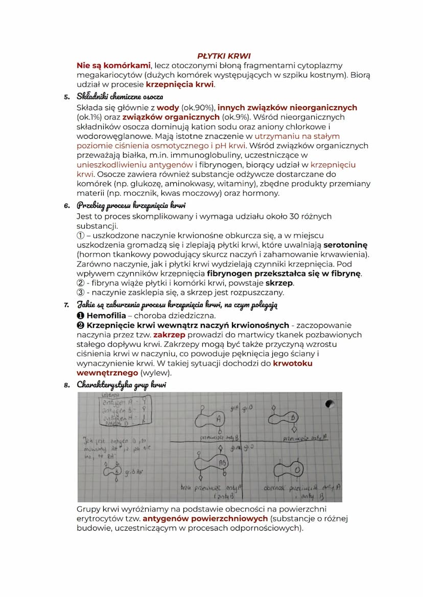Sklad i funkcje krwi
1. Podstawowe funkcje krwi
.funkcja transportowa - krew transportuje m.in.: tlen, dwutlenek węgla,
substancje pokarmowe