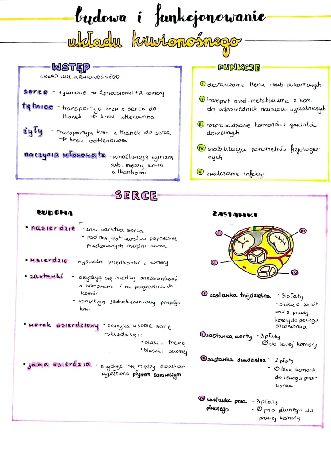 WSTĘP
SKŁAD UKŁ. KRWIONOŚNEGO
budowa i funkcjonowanie
uldadu kuwionośnego
serce - 4 jamowe + 2 priedsionki + 2 komory
tętnice - transportujo