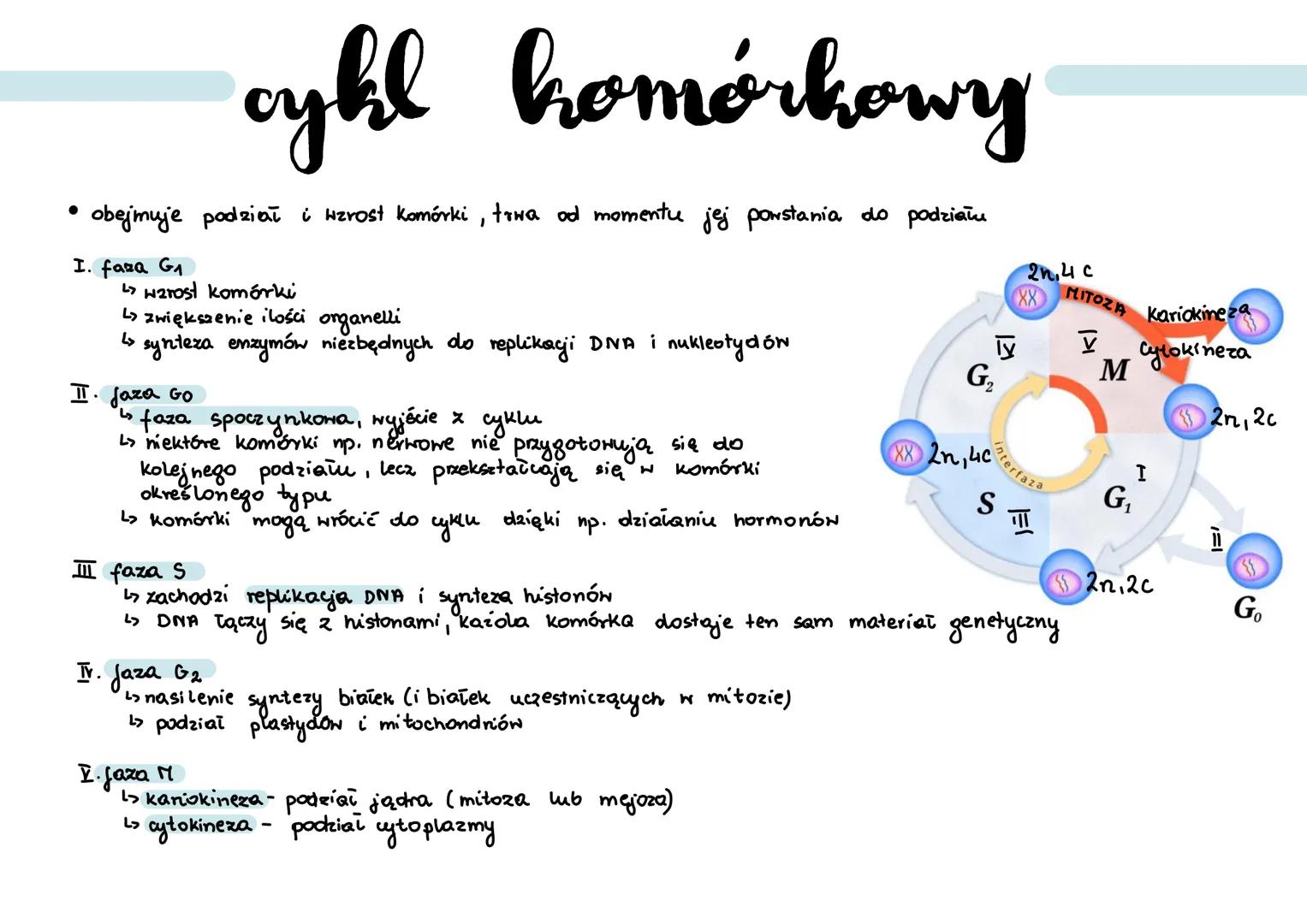 # cykl komórkowy

• obejmuje podział i wzrost komórki, trwa od momentu jej powstania do podziału

I. faza G₁

↳ wzrost komórki

↳ zwiększeni