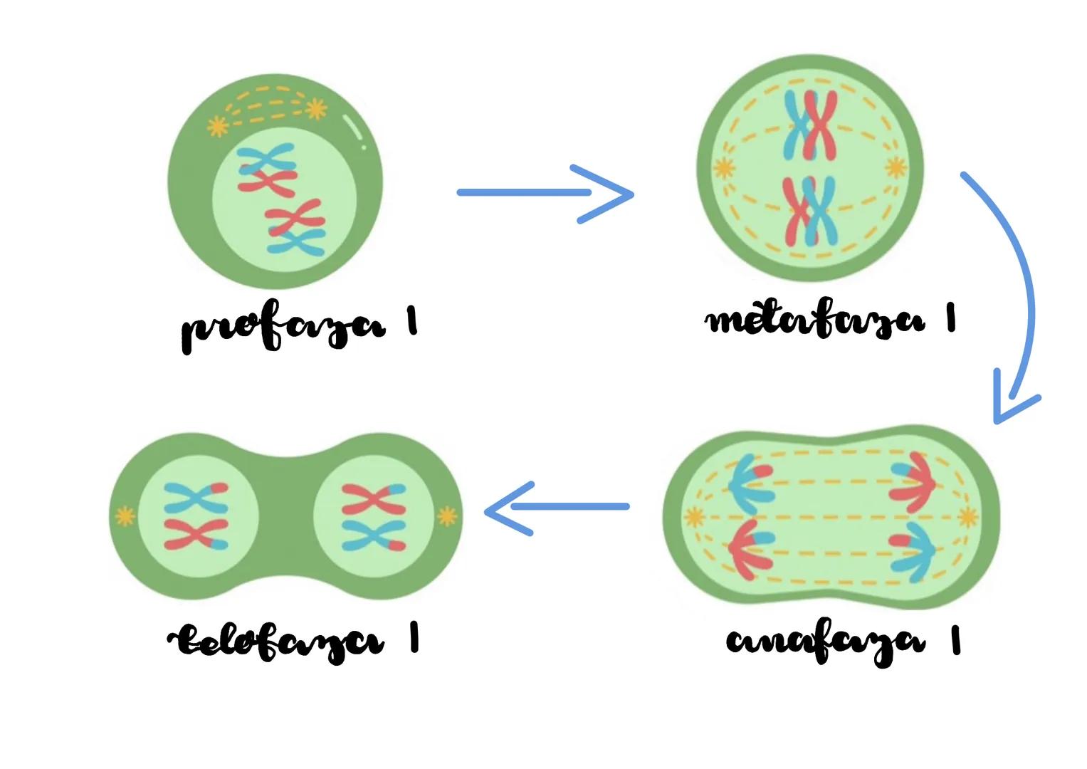# cykl komórkowy

• obejmuje podział i wzrost komórki, trwa od momentu jej powstania do podziału

I. faza G₁

↳ wzrost komórki

↳ zwiększeni