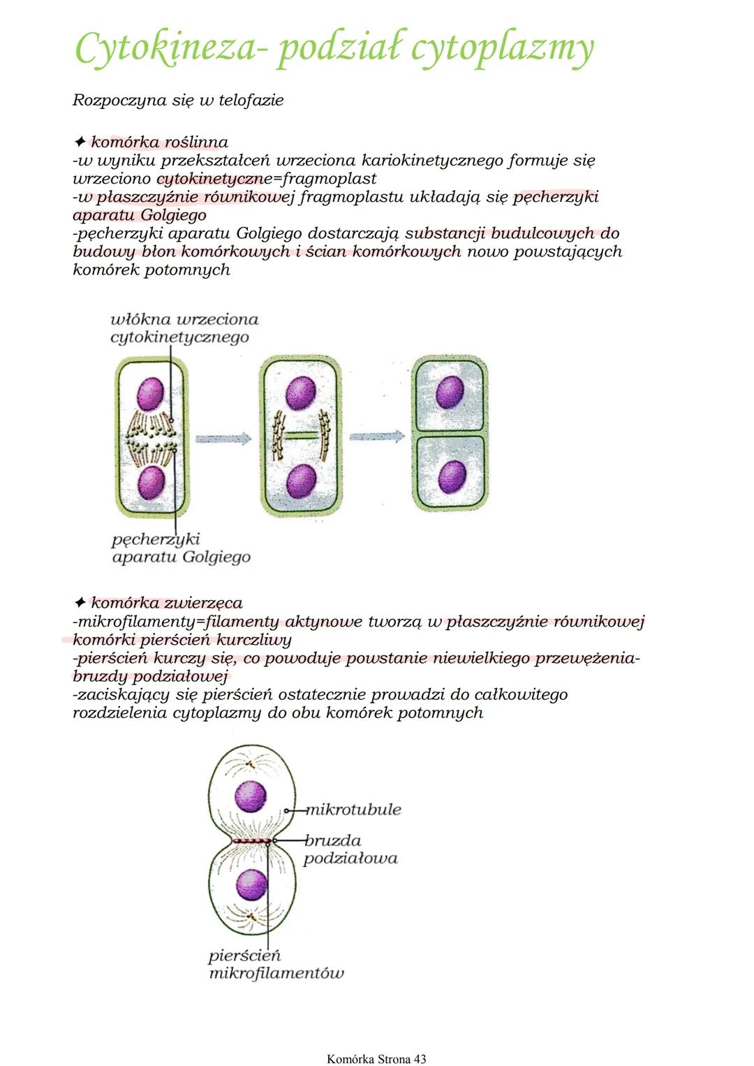 # cykl komórkowy

• obejmuje podział i wzrost komórki, trwa od momentu jej powstania do podziału

I. faza G₁

↳ wzrost komórki

↳ zwiększeni