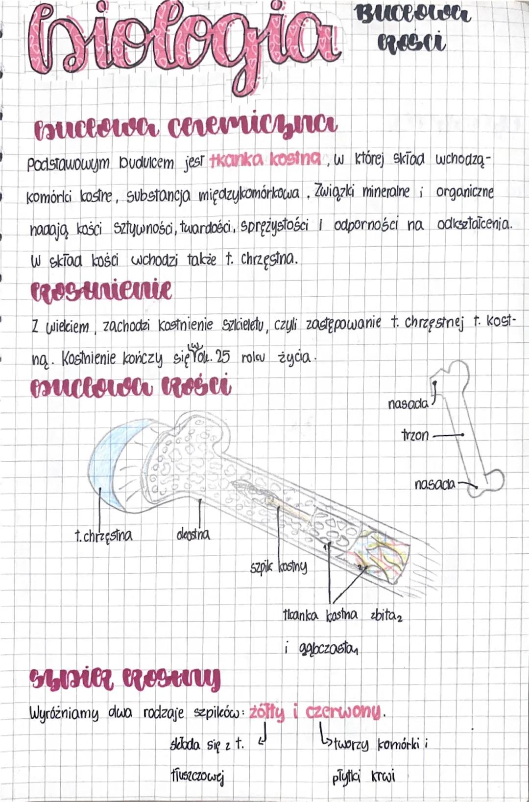 Budowa kości człowieka - Notatka dla klasy 7