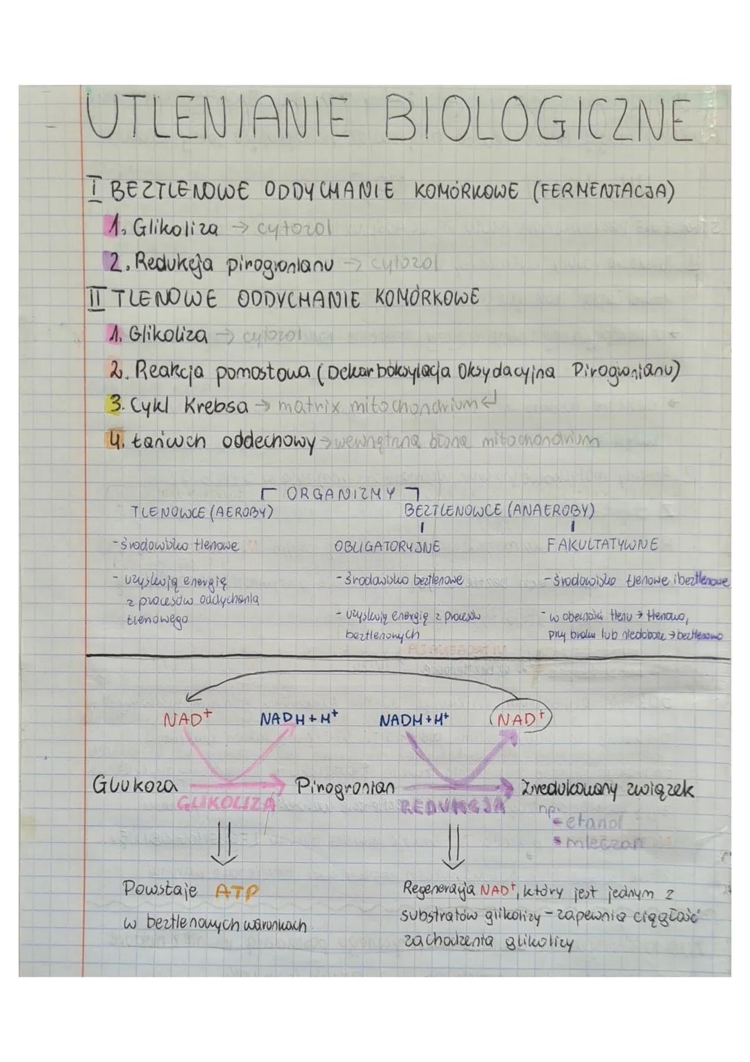 CYKL MOCZNIKOWY
① transport glutaminianu w postaci glutaminy i alaniny
do komórek wątroby za pośrednictwem krwi
② DEAMINACJA OKSYDACYJNA i t