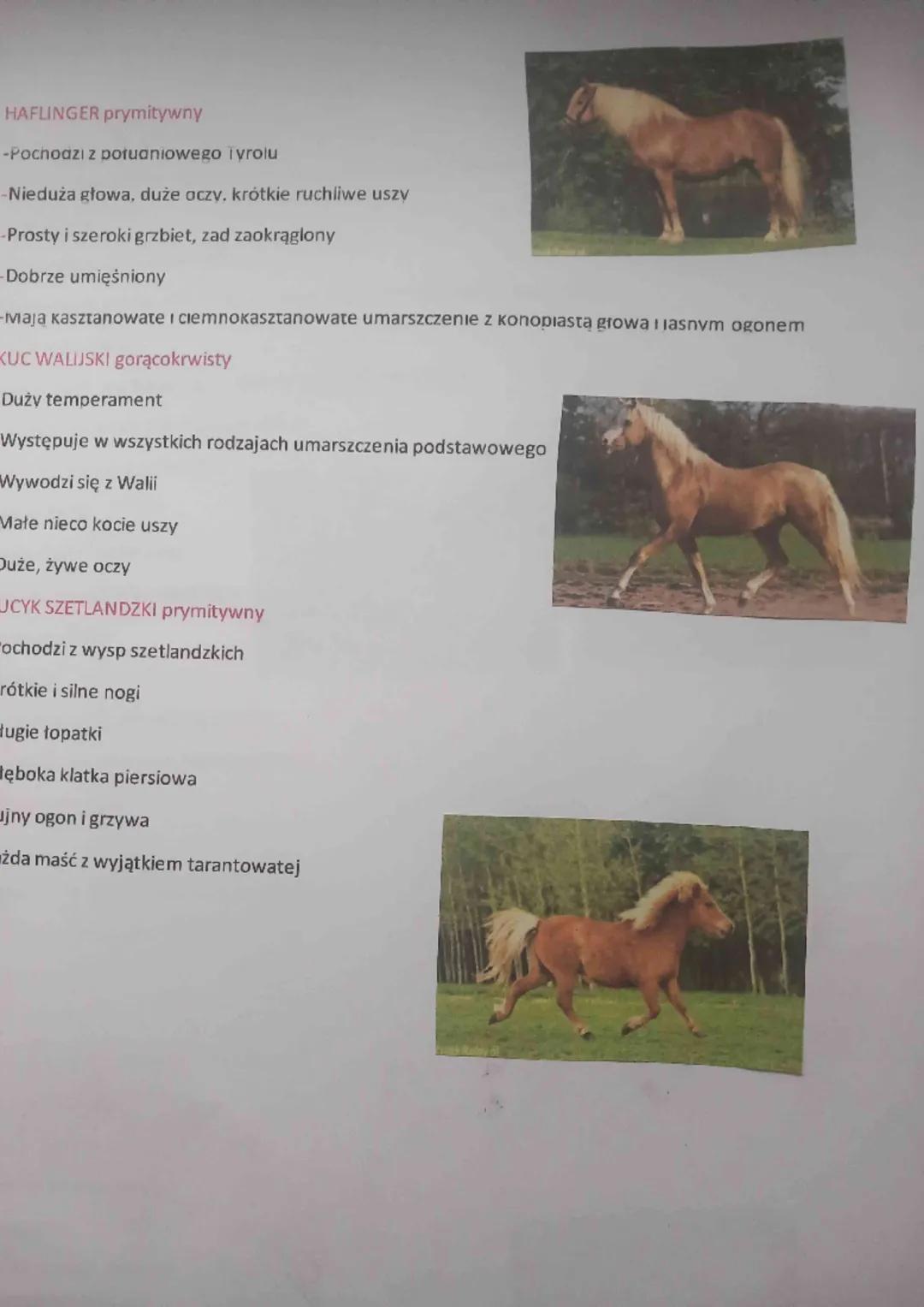 GRUPY RASOWE KONI
1. Konie gorącokrwiste
-Charakteryzują się żywym temperamentem
-Mają delikatną budowę ciała
-Dobre umięśnienie
-Nadają się