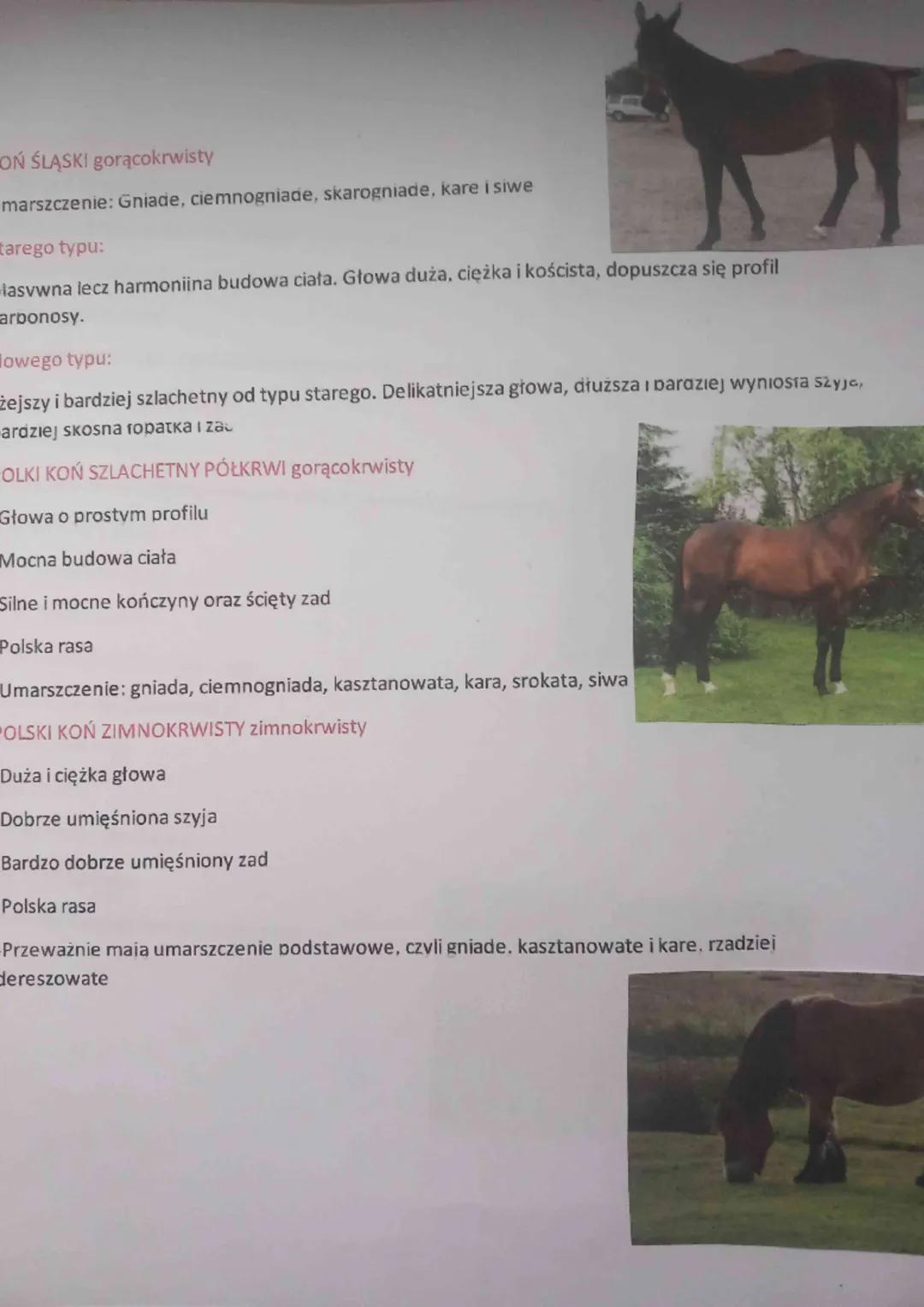 GRUPY RASOWE KONI
1. Konie gorącokrwiste
-Charakteryzują się żywym temperamentem
-Mają delikatną budowę ciała
-Dobre umięśnienie
-Nadają się