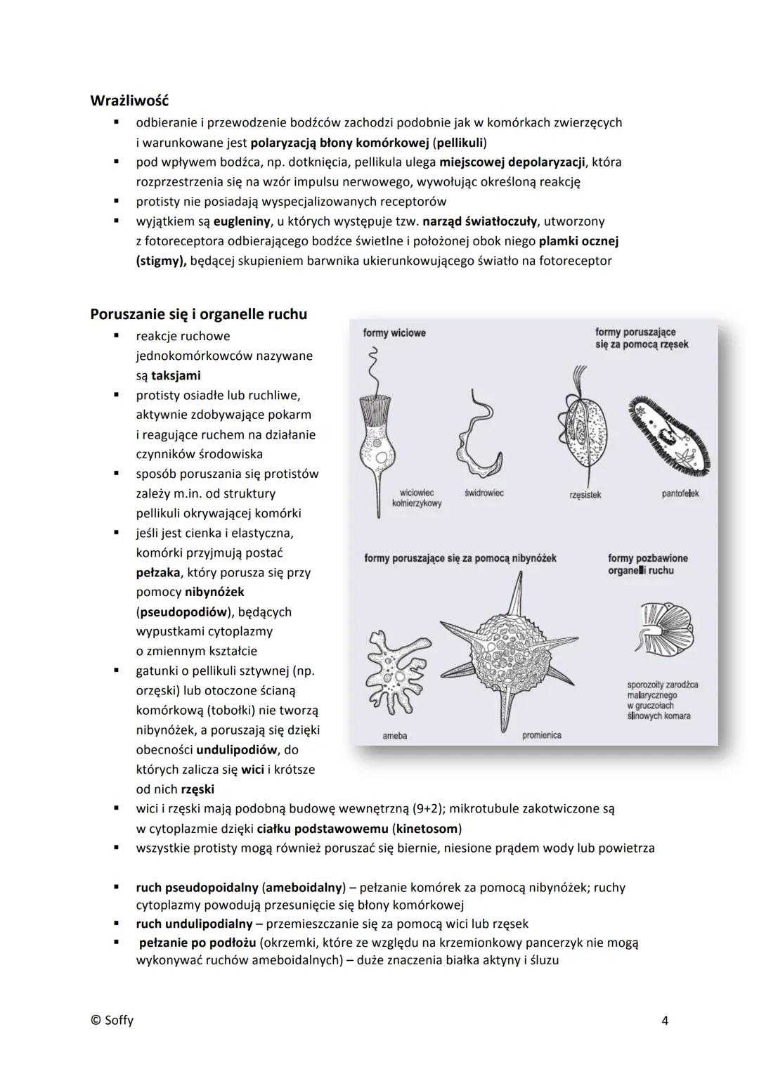 PROTISTY
■
▪
■
■
Formy jednokomórkowe
pełzaki (ameby) - nagie, nieokryte ścianą komórkową komórki o zmiennym kształcie; zdolne do
tworzenia 