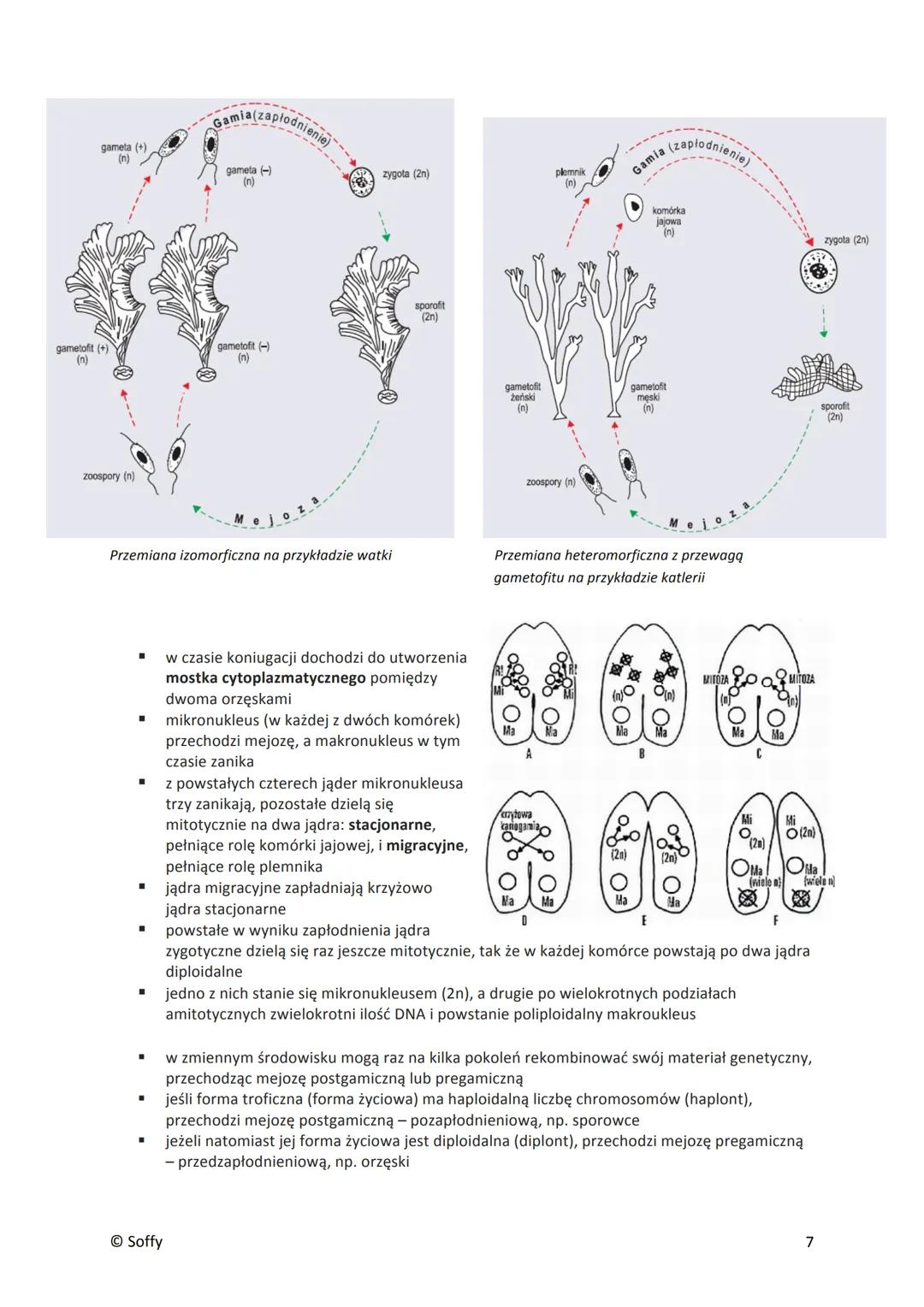PROTISTY
■
▪
■
■
Formy jednokomórkowe
pełzaki (ameby) - nagie, nieokryte ścianą komórkową komórki o zmiennym kształcie; zdolne do
tworzenia 