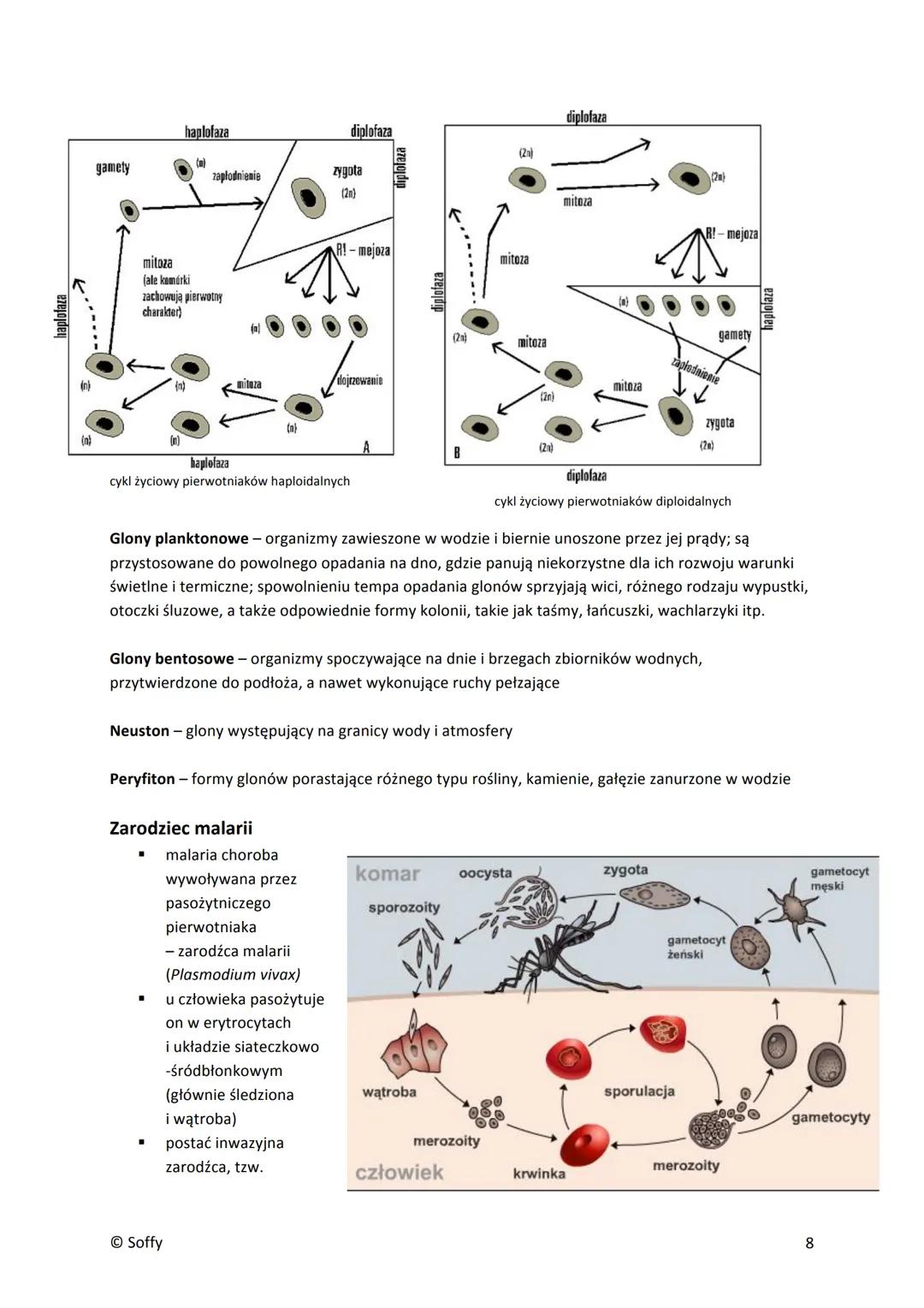 PROTISTY
■
▪
■
■
Formy jednokomórkowe
pełzaki (ameby) - nagie, nieokryte ścianą komórkową komórki o zmiennym kształcie; zdolne do
tworzenia 