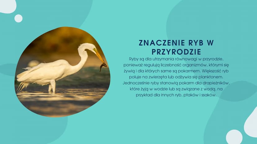 PRZEGLĄDI
ZNACZENIE RYB CZEGO DOWIEMY SIĘ Z TEJ
PREZENTACJI?
.Znaczenie ryb w przyrodzie
•Znaczenie ryb dla człowieka
•Zagrożenia i sposoby 