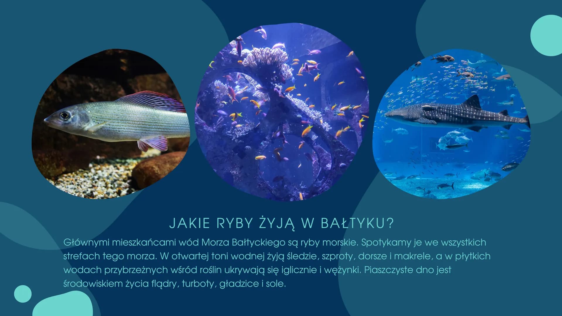 PRZEGLĄDI
ZNACZENIE RYB CZEGO DOWIEMY SIĘ Z TEJ
PREZENTACJI?
.Znaczenie ryb w przyrodzie
•Znaczenie ryb dla człowieka
•Zagrożenia i sposoby 