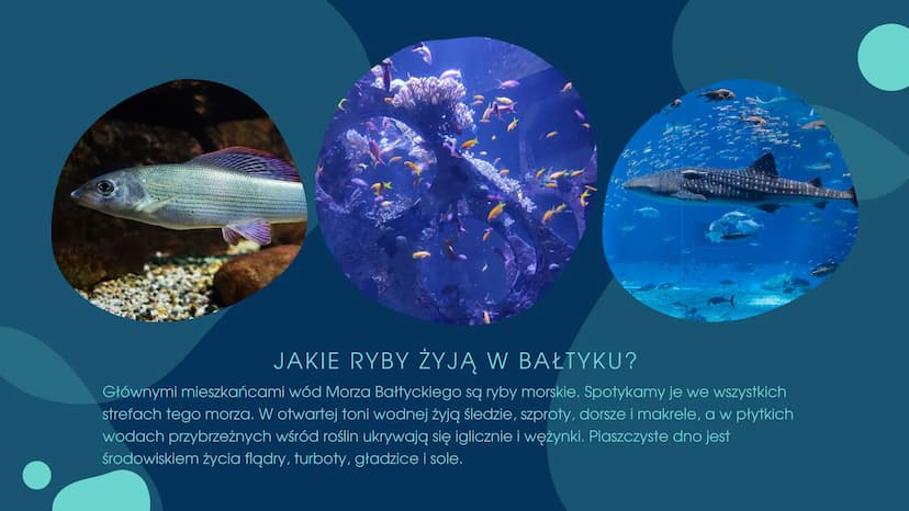 PRZEGLĄDI
ZNACZENIE RYB CZEGO DOWIEMY SIĘ Z TEJ
PREZENTACJI?
.Znaczenie ryb w przyrodzie
•Znaczenie ryb dla człowieka
•Zagrożenia i sposoby 