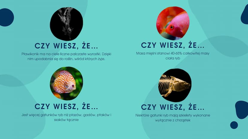 PRZEGLĄDI
ZNACZENIE RYB CZEGO DOWIEMY SIĘ Z TEJ
PREZENTACJI?
.Znaczenie ryb w przyrodzie
•Znaczenie ryb dla człowieka
•Zagrożenia i sposoby 