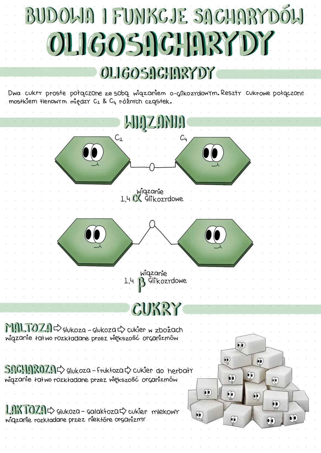 BUDOWA I FUNKCJE SACHARYDOLJ
MONOSACHARYDY
WYRÓŻNIAMY...
G3
trioza aldechyd 3P glicerynowy
PGAL produkt ostateczny fotosyntezy i produkt poś