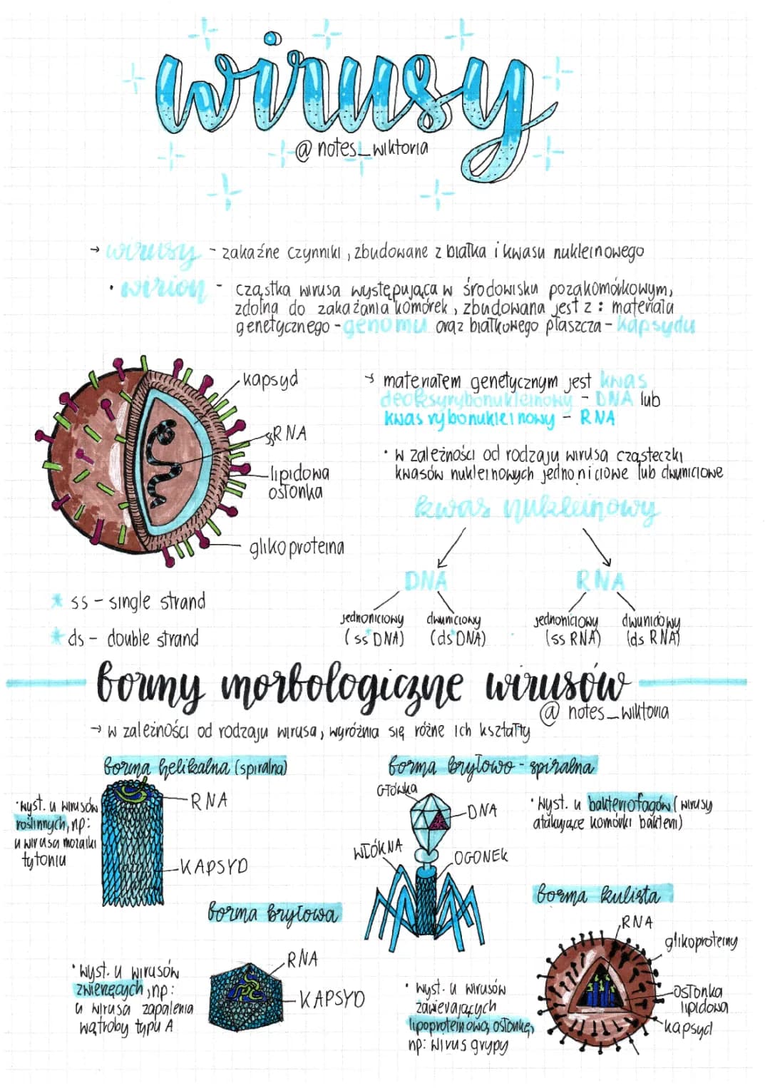 Wirusy: Budowa, Rodzaje i Znaczenie