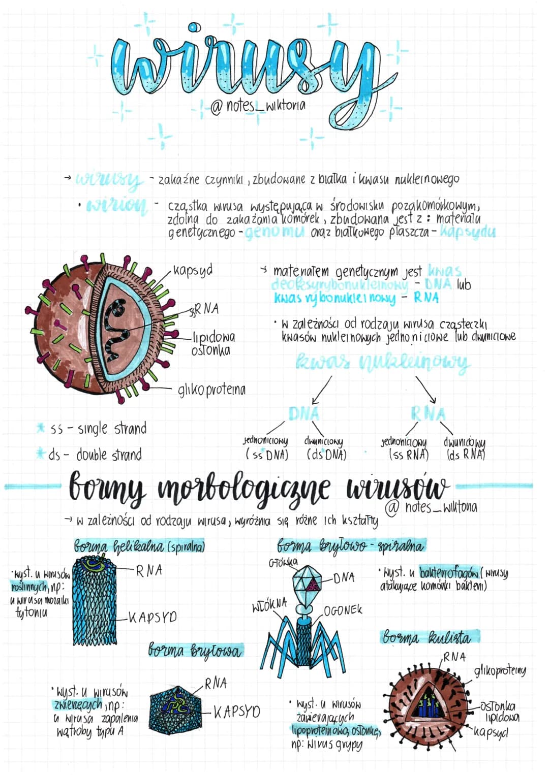 4
wirusy
@notes wiktoria
• wirusy - zakaźne czynniki, zbudowane z białka i kwasu nukleinowego
wirion - cząstka wirusa występująca w środowis