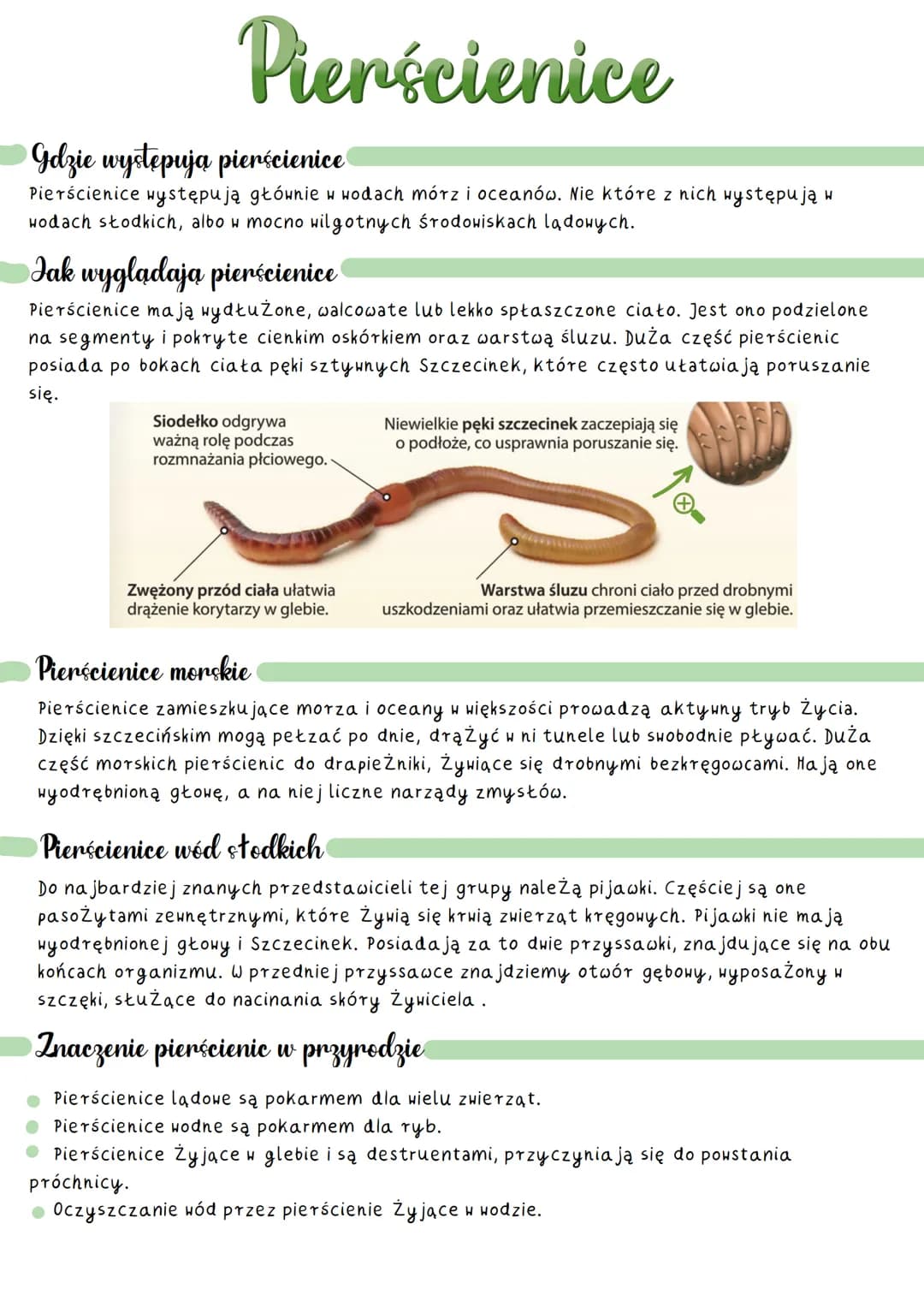 Pierścienice
Gdzie występują pierścienice
Pierścienice występują głównie w wodach mórz i oceanów. Nie które z nich występują w
wodach słodki