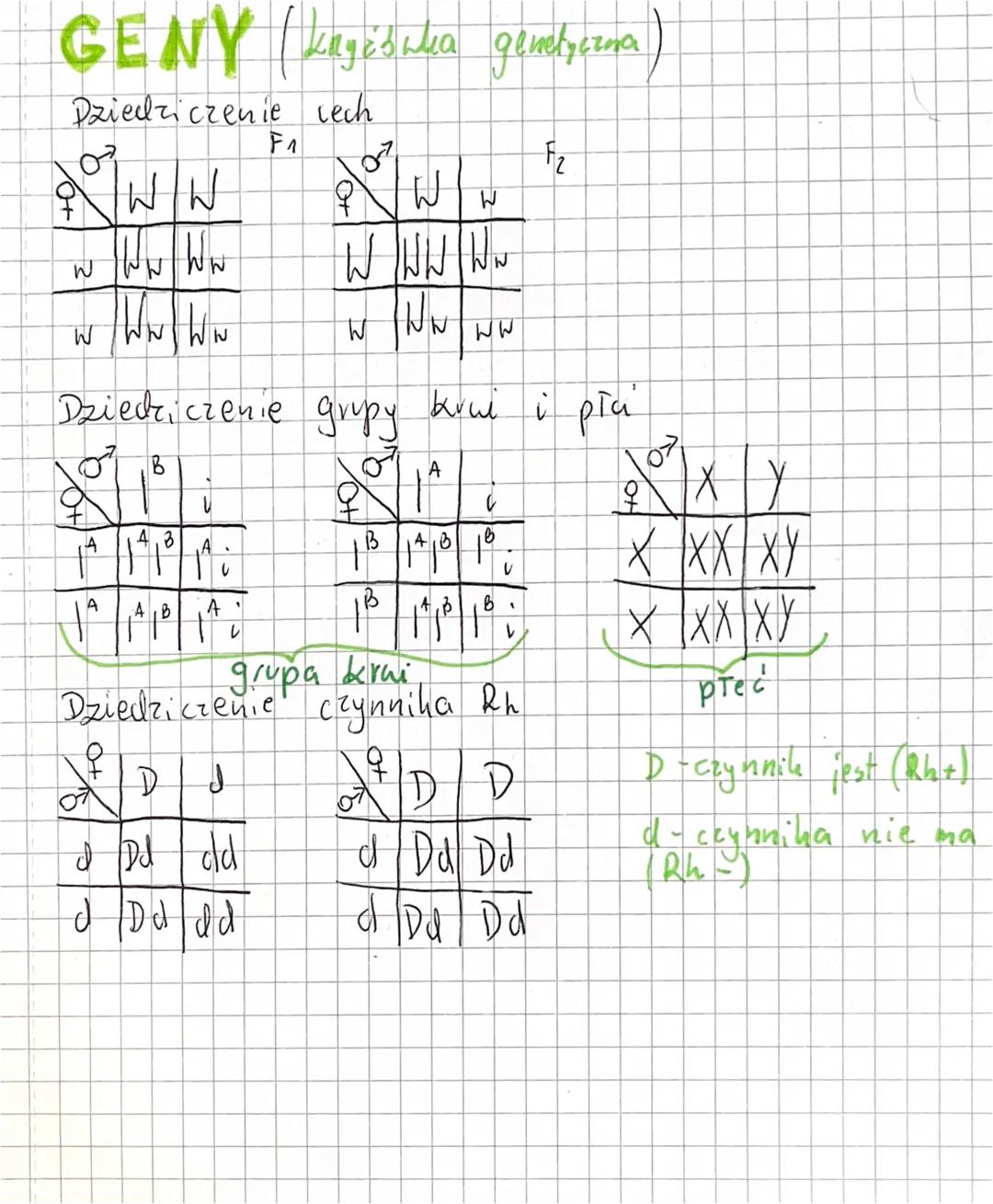 GENY kayöśnka genetyczna)
Dziedziczenie rech
& W W
W w W w
Ww W w
W
W
+
A
4.3
141³ 1:
A,B
A'
MEE
Dziedziczenie grupy krwi i płci
07 B
OA
F₁
