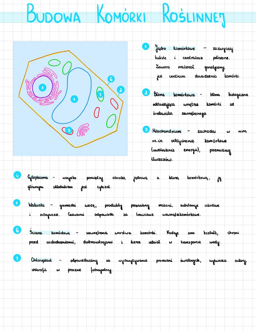 4
5
BUDOWA KOMÓRKI ROŚLINNE
Cytoplazma
głównym
Wakucla
25
i
SOOS
Chloroplast
chlorofil
składnikiem
odrywcze.
wszystko
gromadzi
لا
jest
Czasa