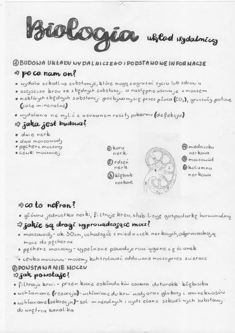 Know Układ wydalniczy thumbnail