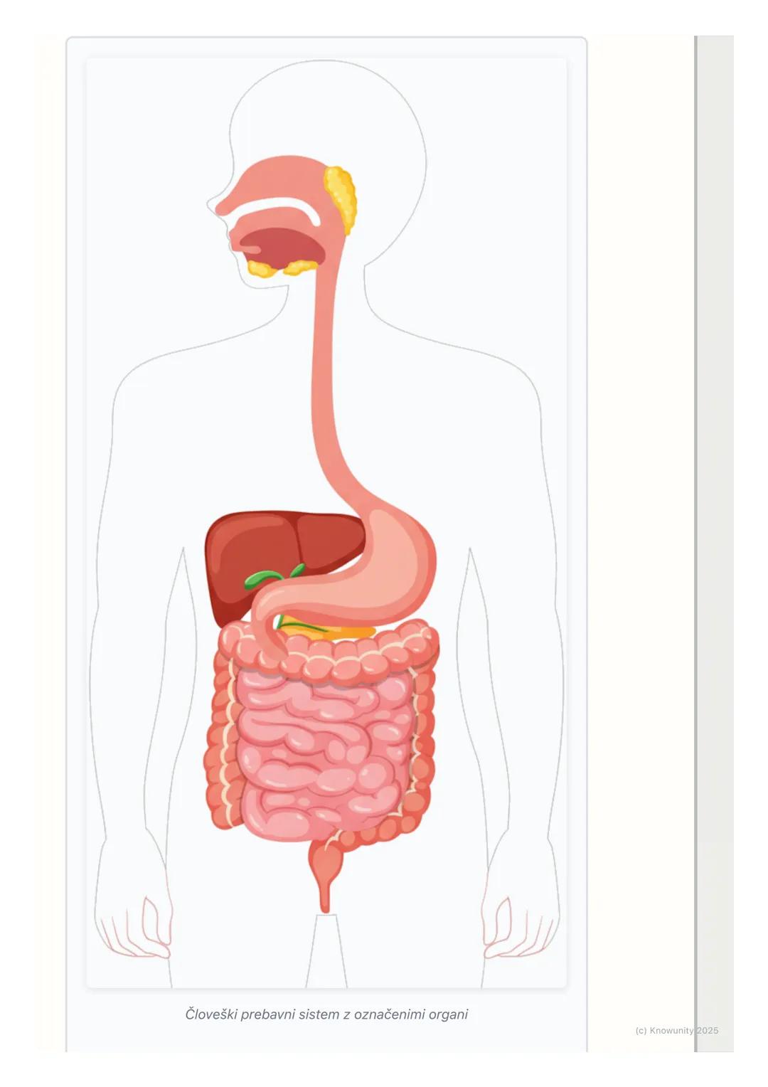 # Prebavni sistem

Uvod v prebavni sistem

Prebavni sistem ali prebavila so skupina organov, ki sodelujejo pri prebavi
hrane. Njihova glavna