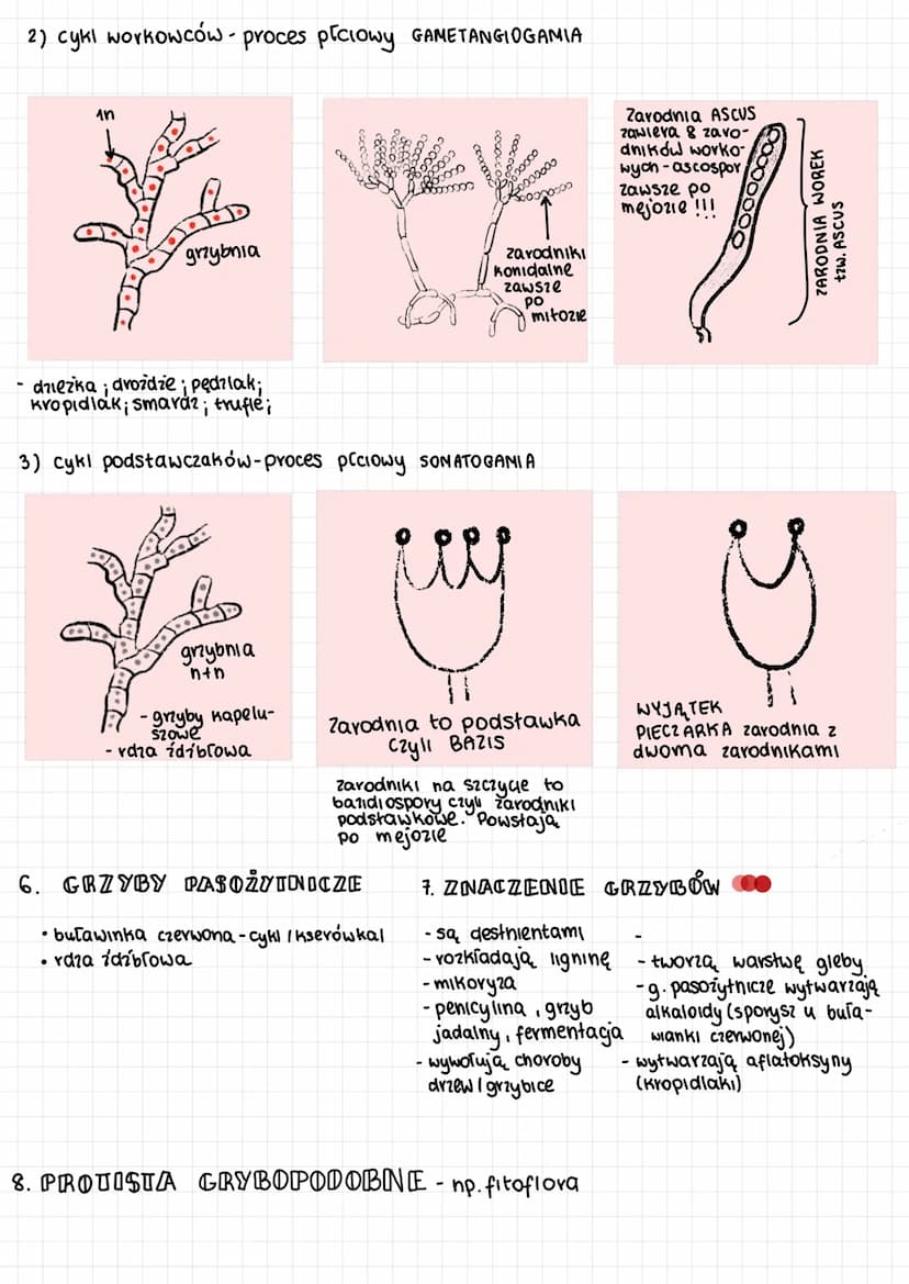 grzyby
1) wytwarzają strzępki nitkowate struktury tworzące grzybnię
GRZYBNIA- to cialo grzyba [plecha]
2) ściany komórkowe strzępek zbudowan