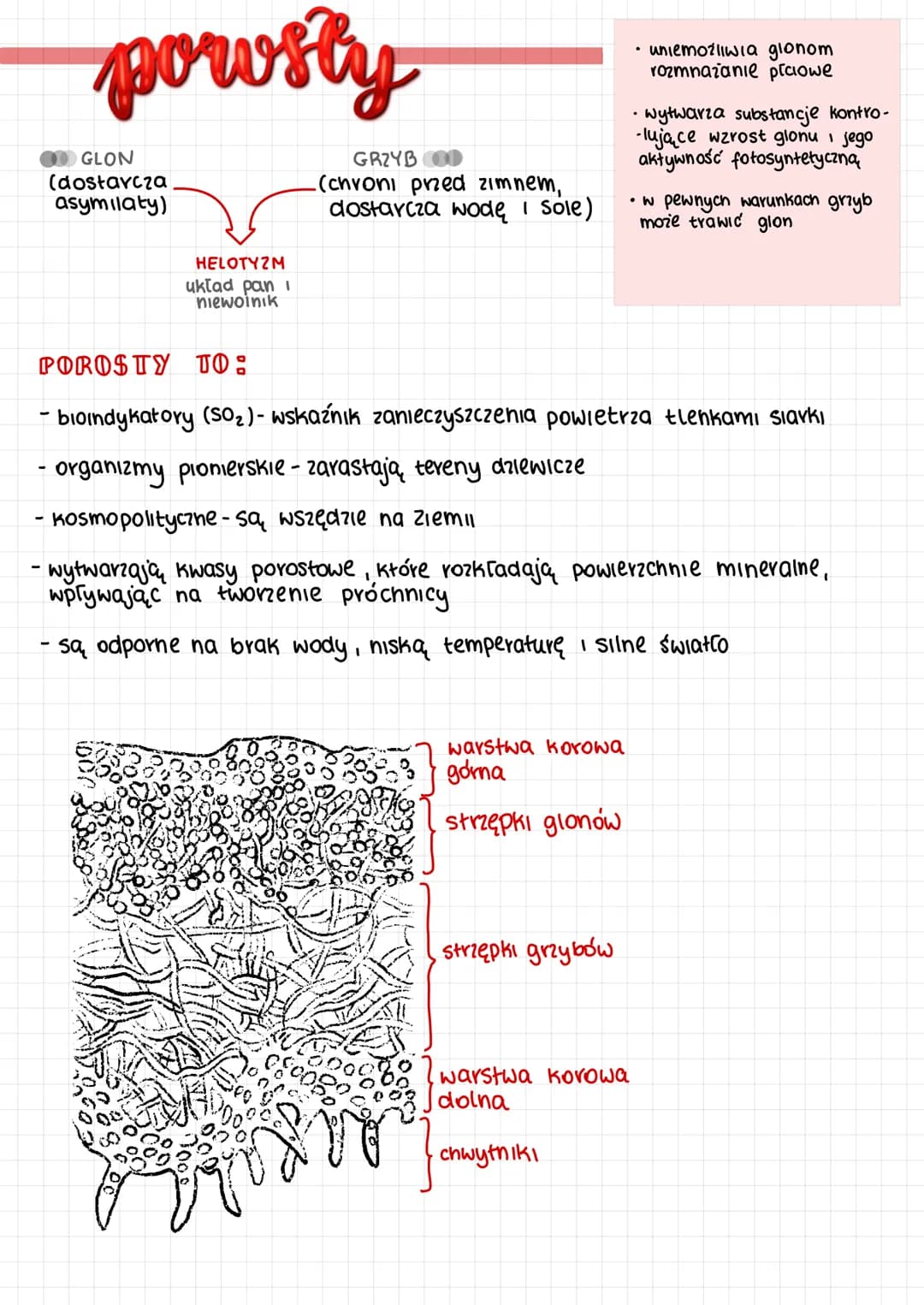 grzyby
1) wytwarzają strzępki nitkowate struktury tworzące grzybnię
GRZYBNIA- to cialo grzyba [plecha]
2) ściany komórkowe strzępek zbudowan